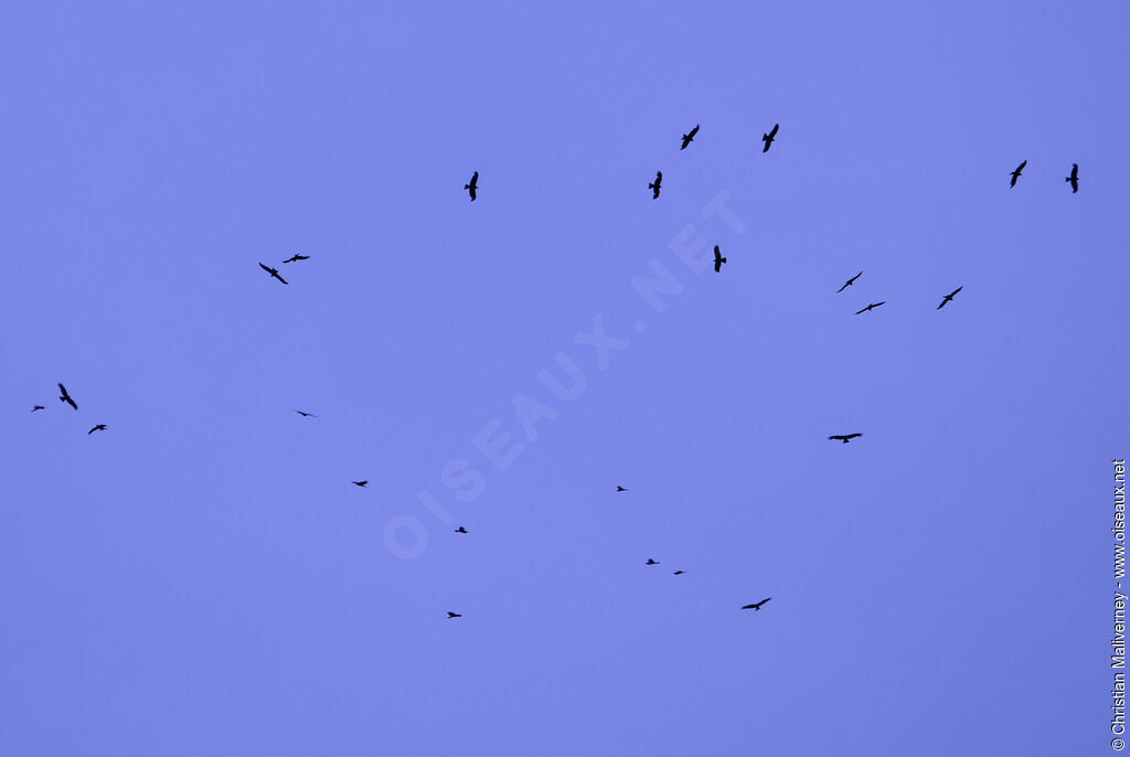 European Honey Buzzard, Behaviour