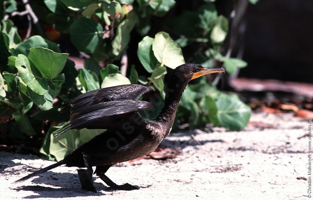 Cormoran à aigrettesadulte