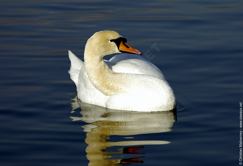 Mute Swanadult