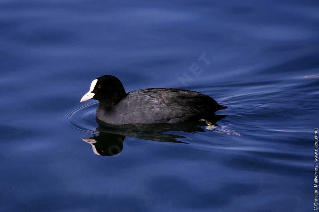 Eurasian Cootadult