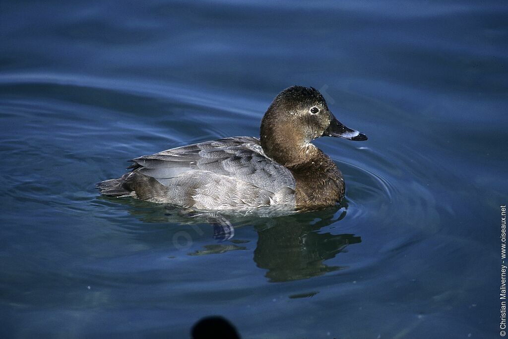 Common Pochard female adult post breeding
