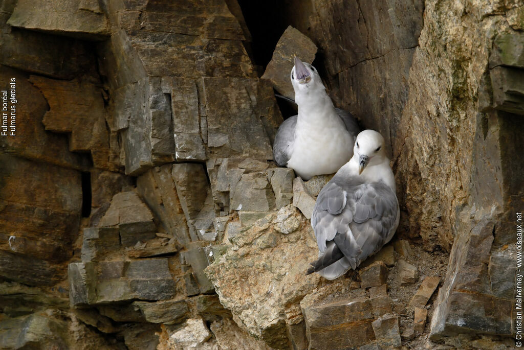 Fulmar boréal adulte nuptial, identification, Nidification, chant, Comportement
