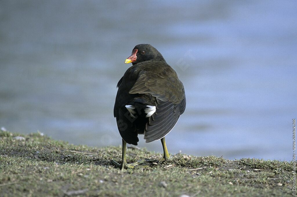 Gallinule poule-d'eauadulte