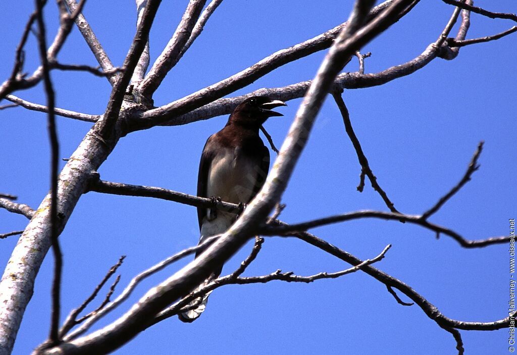 Brown Jayadult