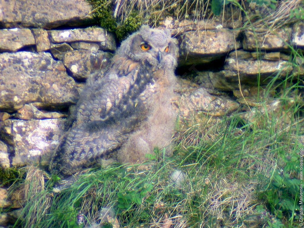 Eurasian Eagle-Owljuvenile