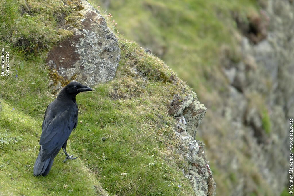 Northern Ravenadult, identification