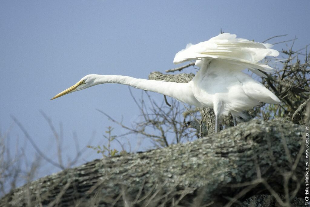 Great Egretadult post breeding