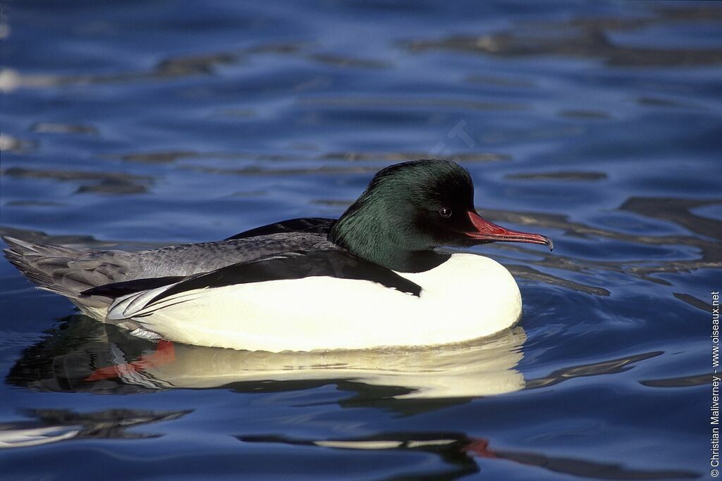 Common Merganser male adult