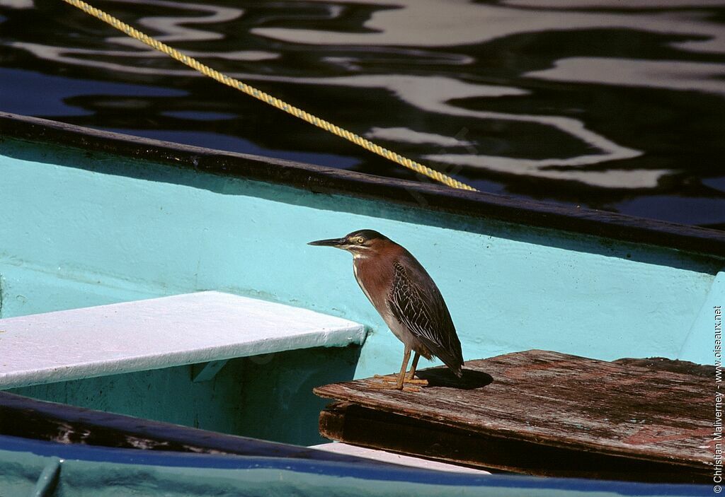 Green Heronadult