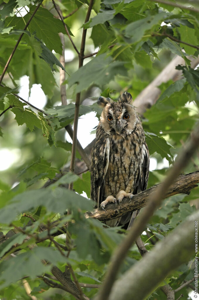 Long-eared Owladult, identification