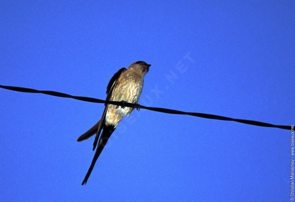 European Red-rumped Swallowadult