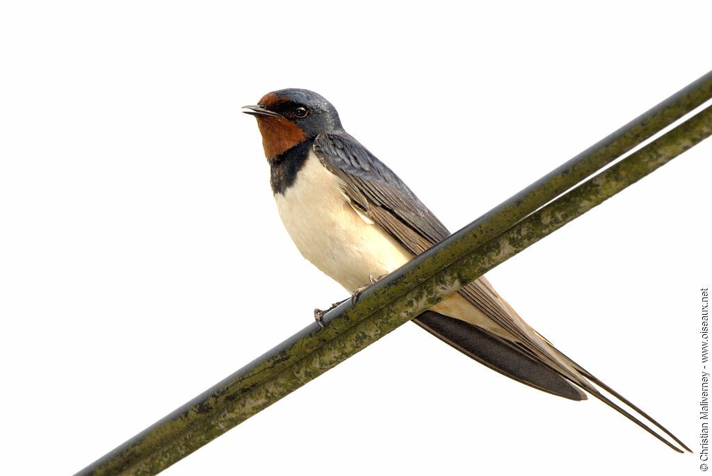 Hirondelle rustiqueadulte