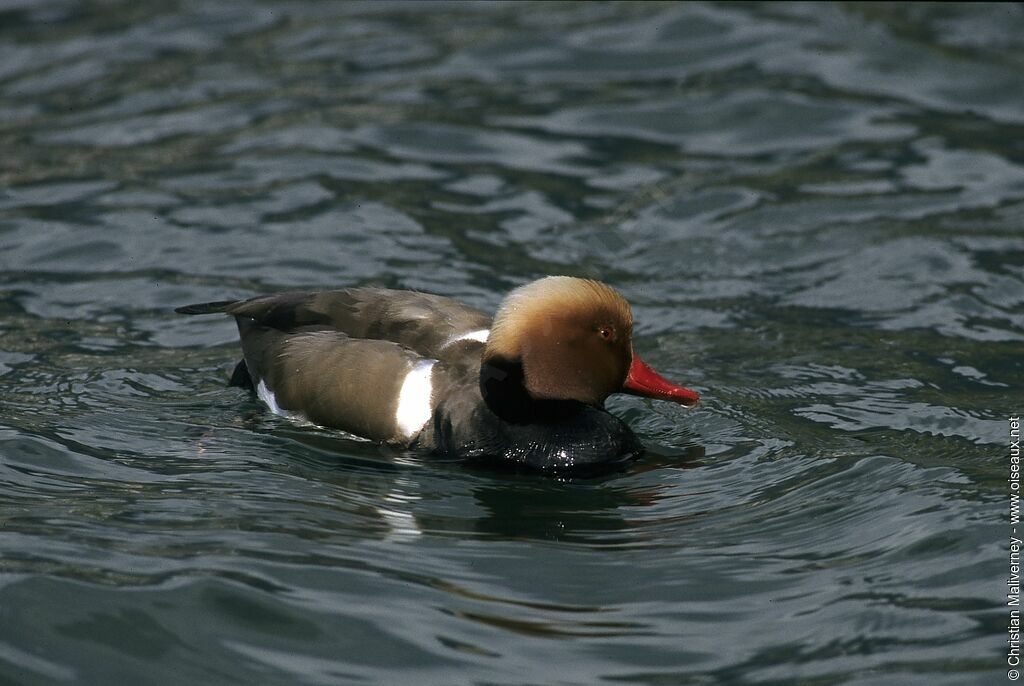Nette rousse mâle adulte internuptial