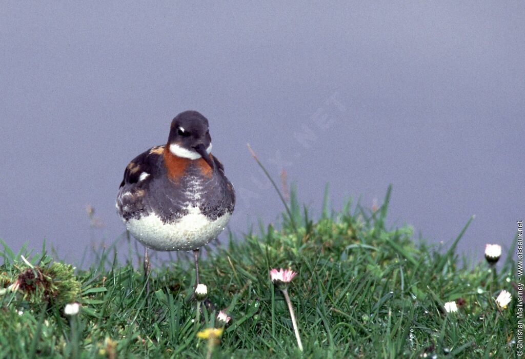Phalarope à bec étroit mâle adulte nuptial, identification