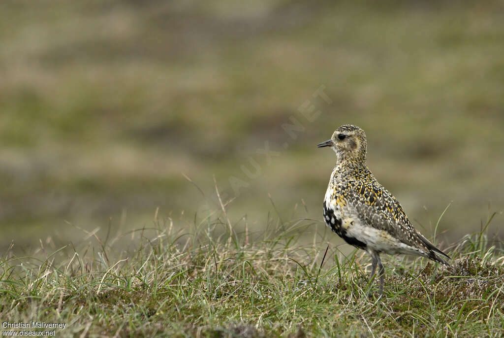 European Golden Plover female adult breeding, identification, song, Behaviour