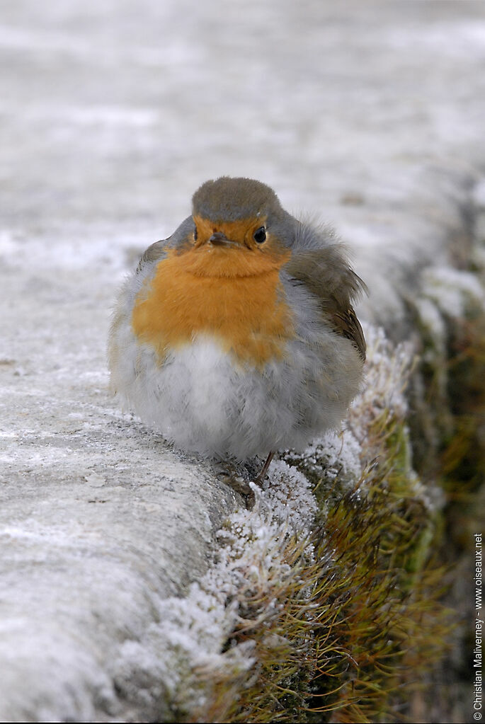 European Robinadult, identification