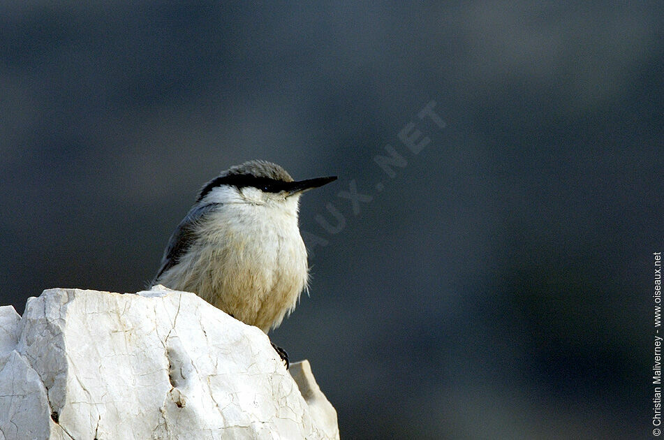 Western Rock Nuthatchadult