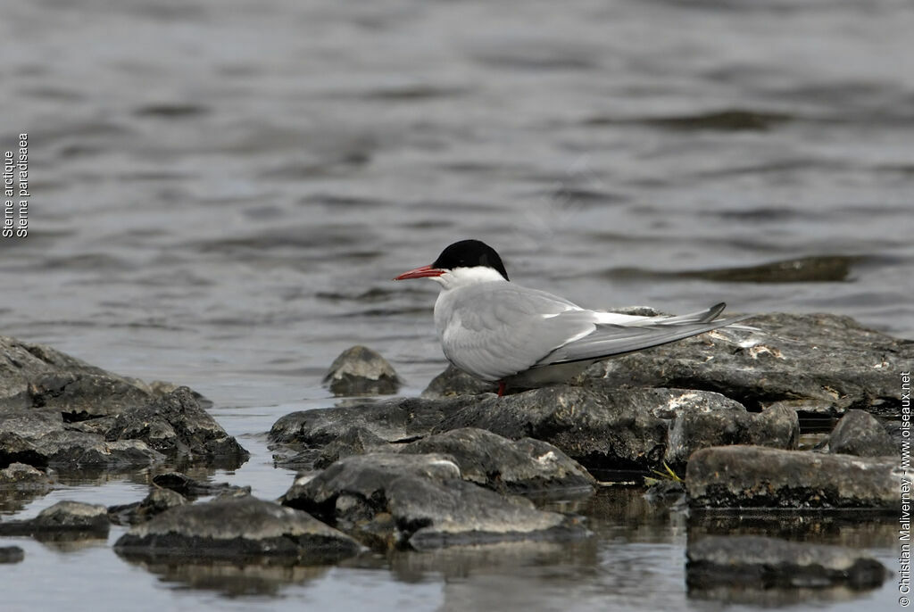 Arctic Ternadult breeding, identification
