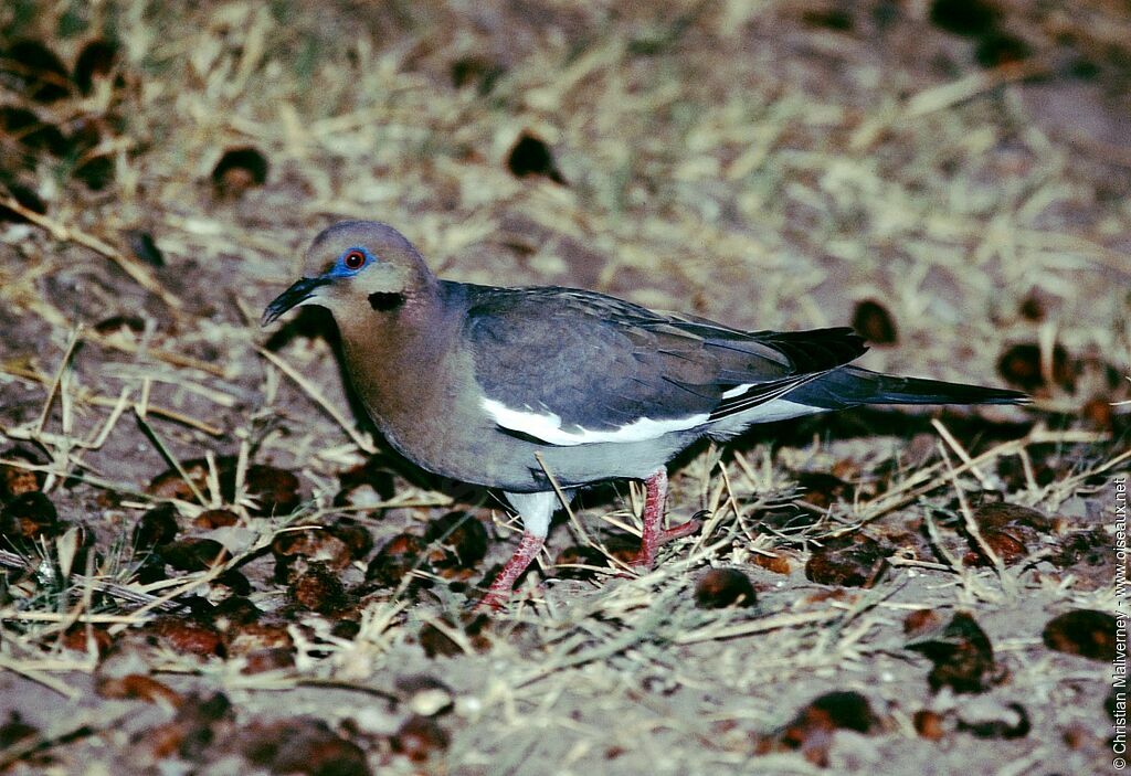 Tourterelle à ailes blanchesadulte