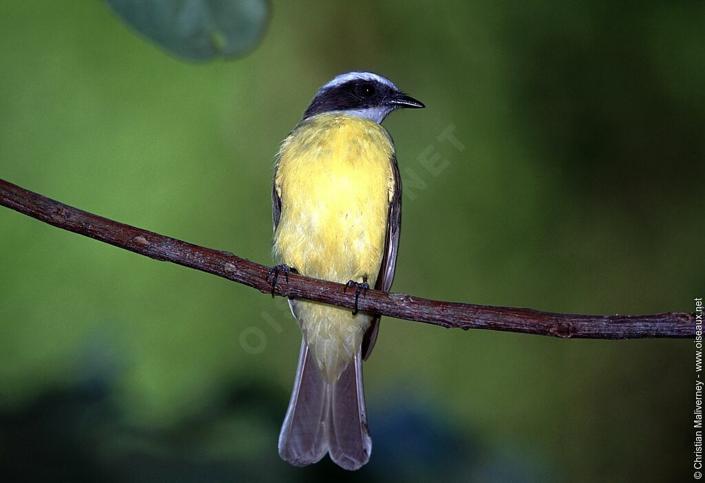 Social Flycatcheradult