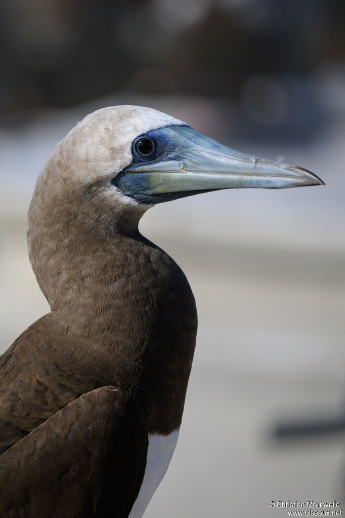 Fou de Brewster mâle adulte, portrait