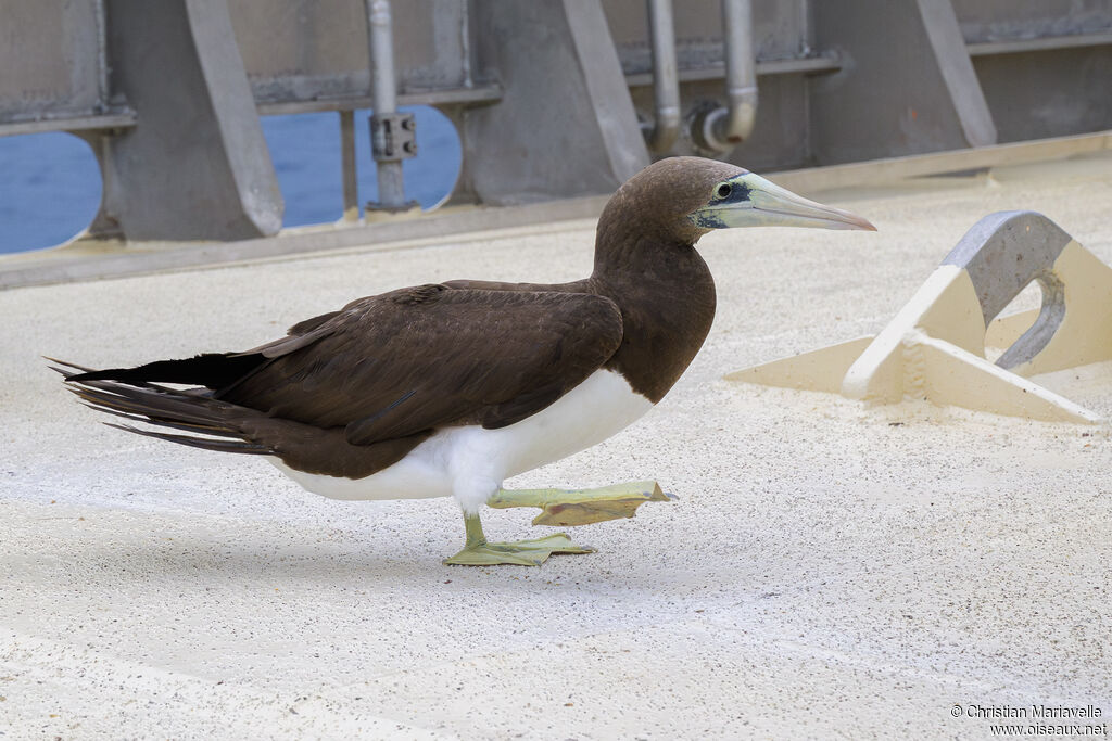 Fou de Brewster femelle adulte, marche