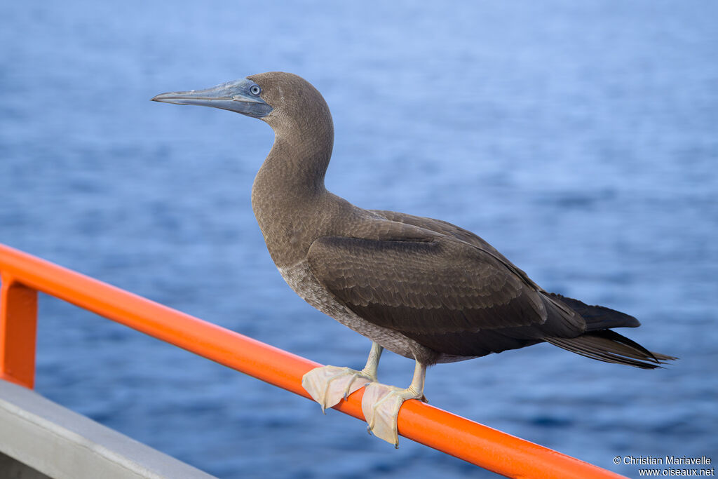 Fou de Brewsterimmature