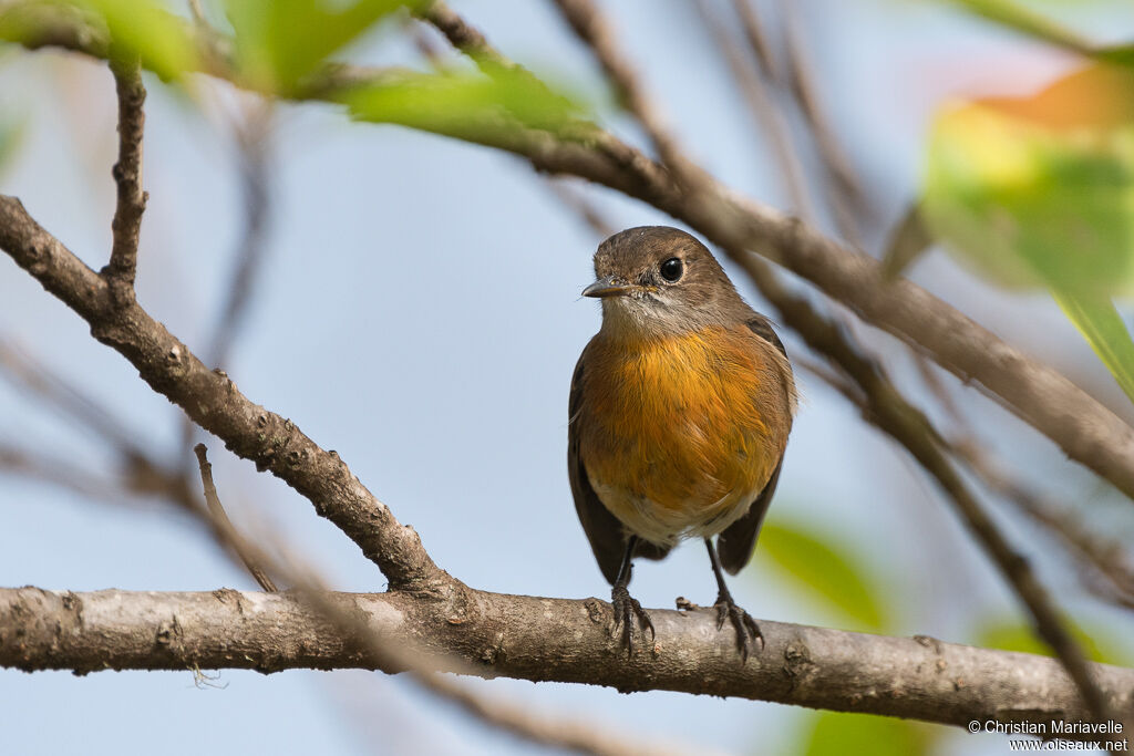Norfolk Robin female adult