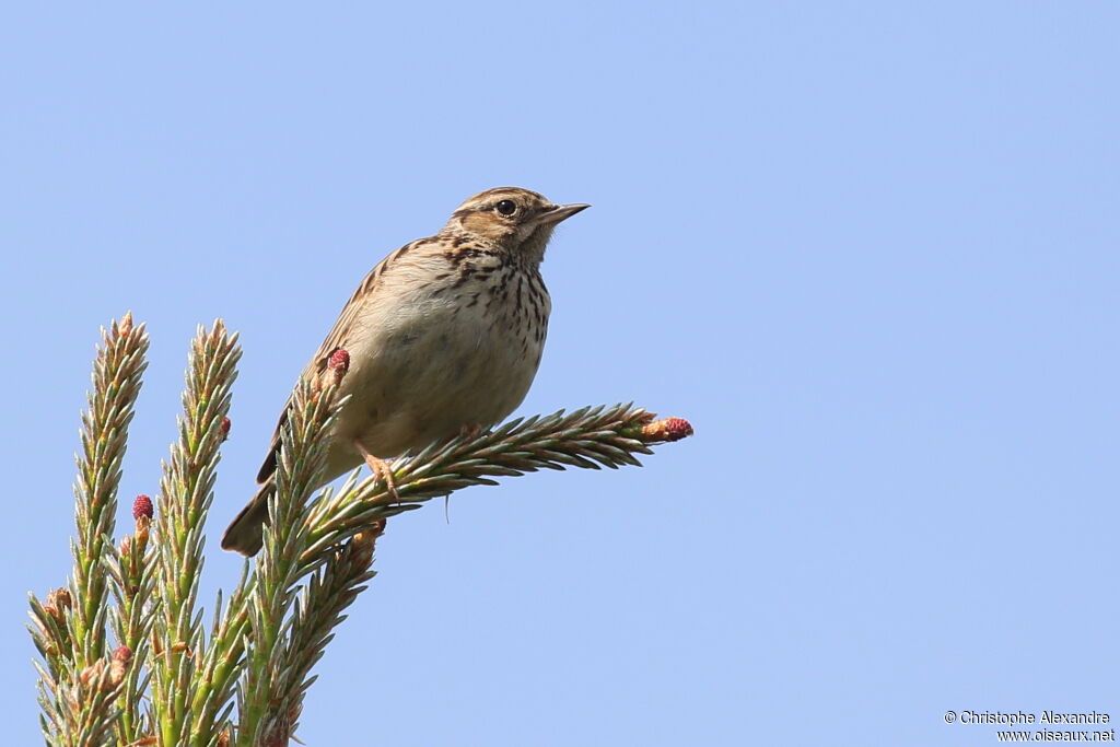 Woodlarkadult