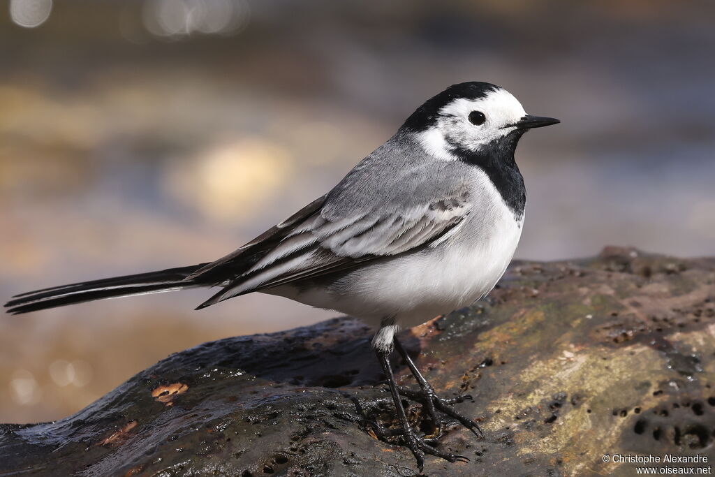 Bergeronnette grise mâle adulte nuptial