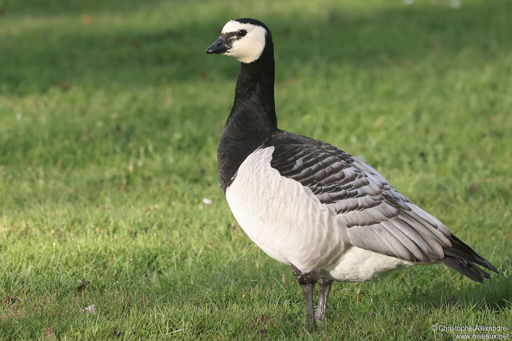 Bernache nonnetteadulte