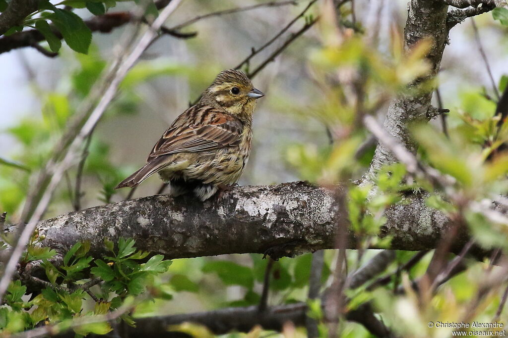 Bruant zizi femelle adulte