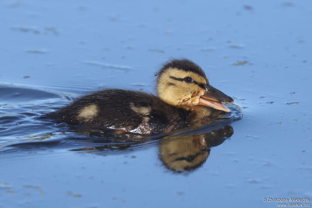 Canard colvertPoussin
