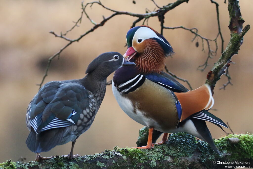 Canard mandarinadulte