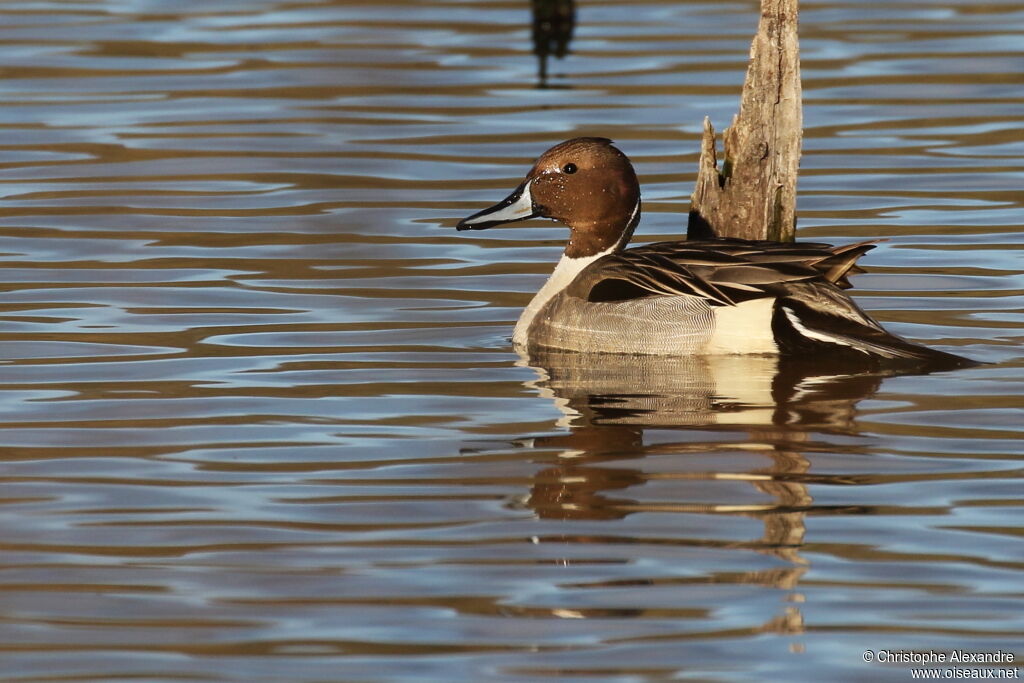 Canard pilet mâle adulte