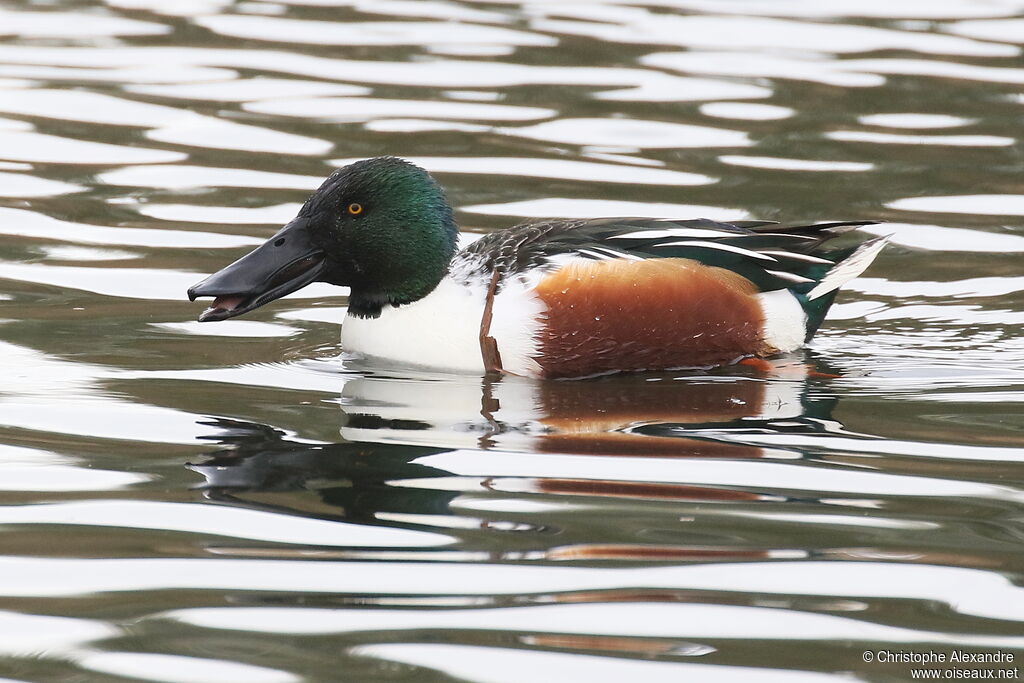 Canard souchet mâle adulte