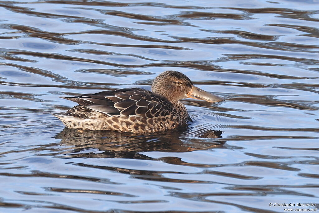 Canard souchet femelle adulte