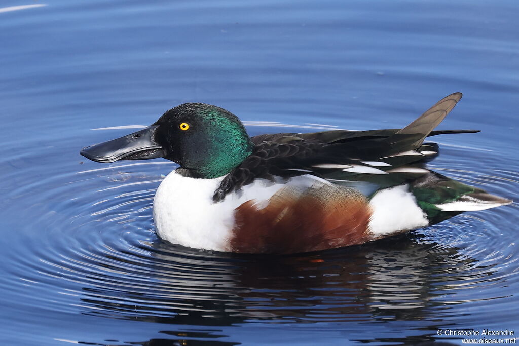 Canard souchet mâle adulte
