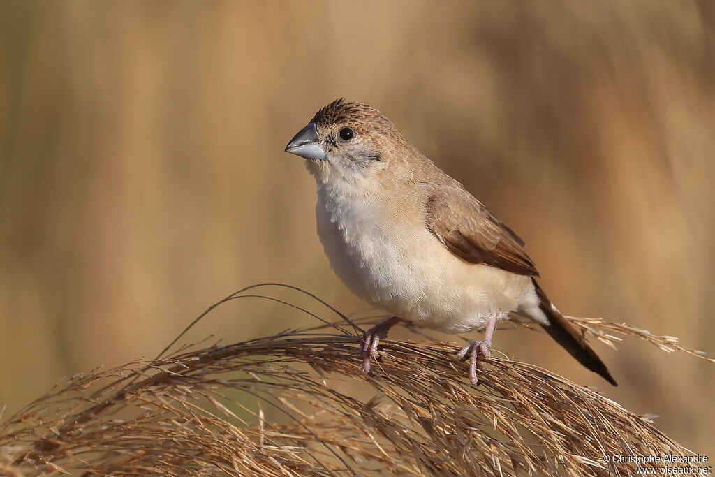 Capucin bec-de-plombadulte