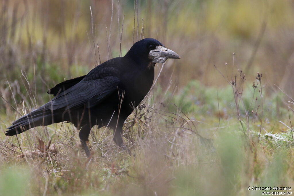 Rookadult breeding