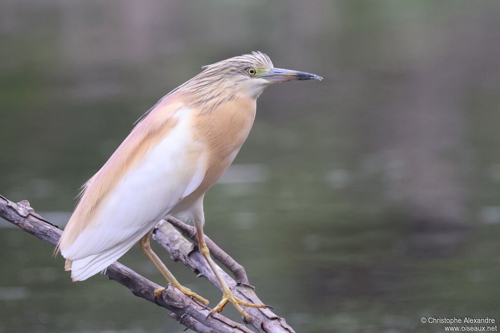 Squacco Heronadult