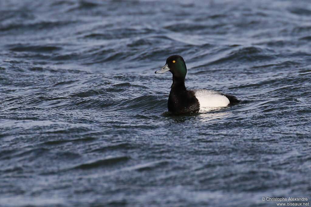 Lesser Scaup male adult