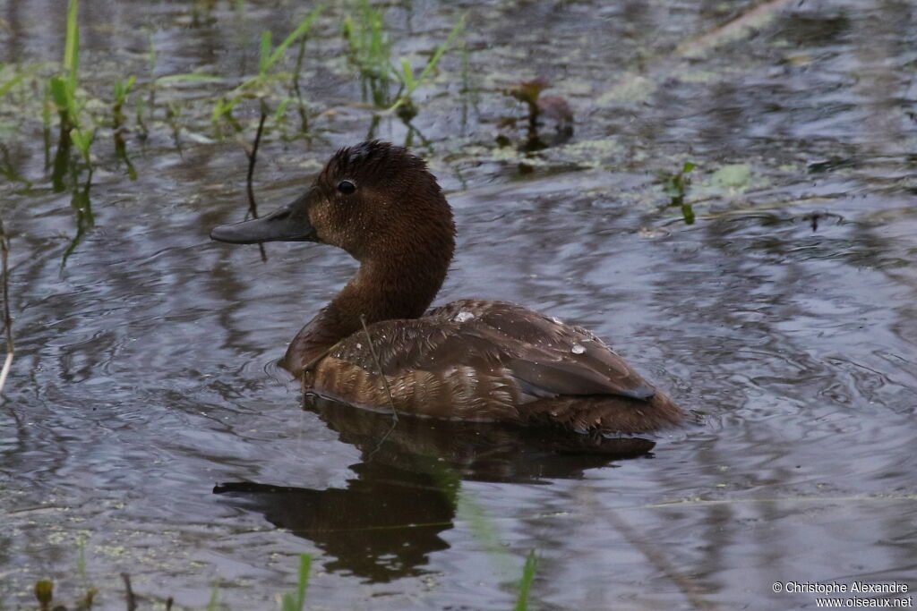 Common Pochard female adult