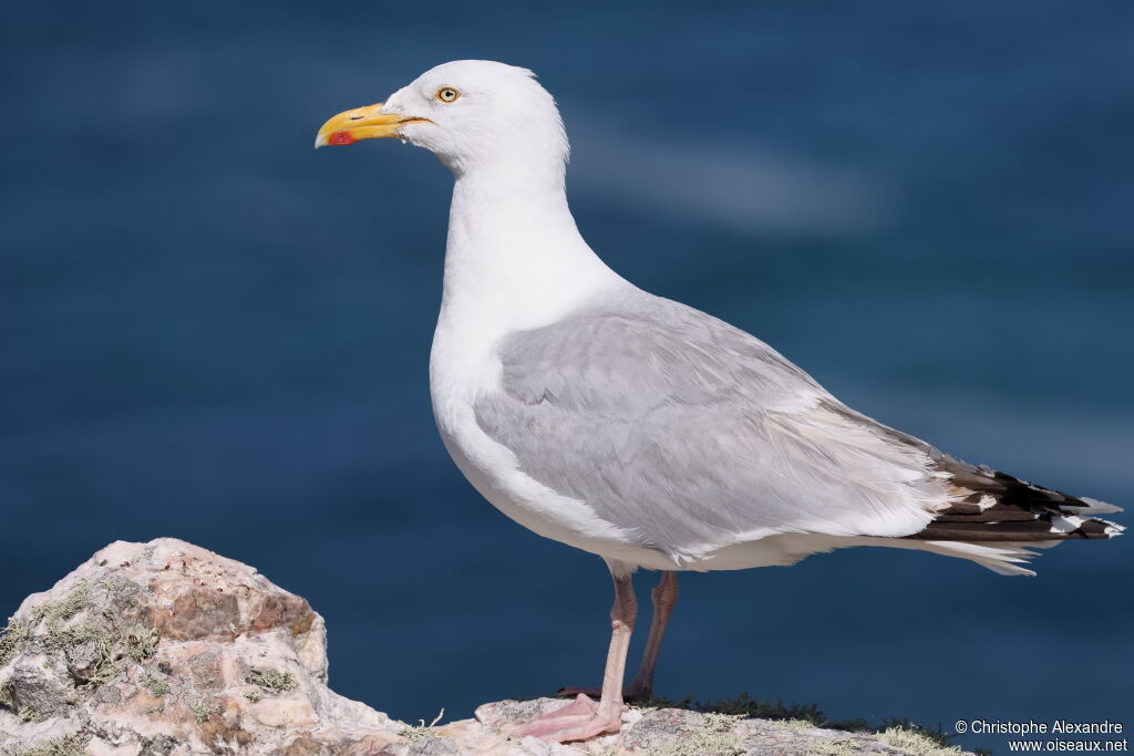 Goéland argentéadulte
