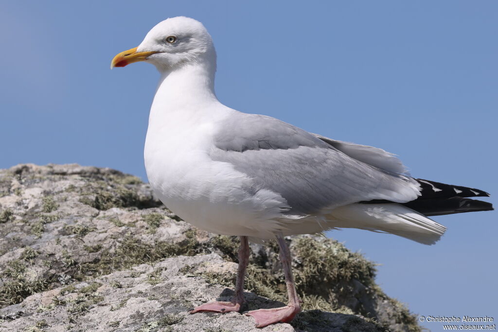 Goéland argentéadulte