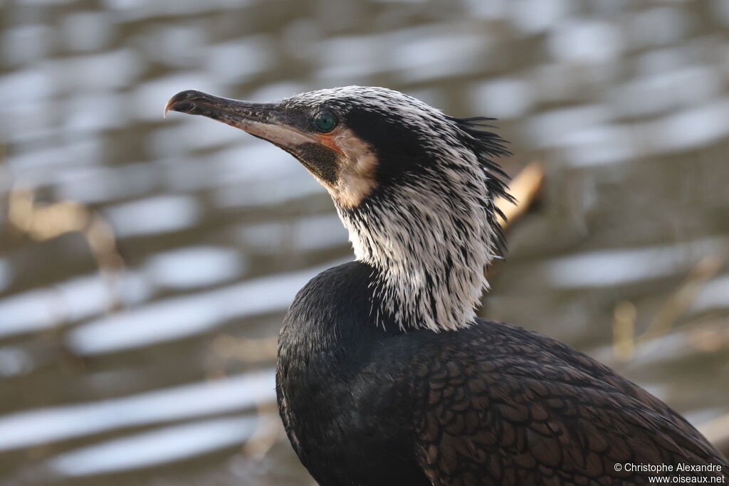 Grand Cormoranadulte