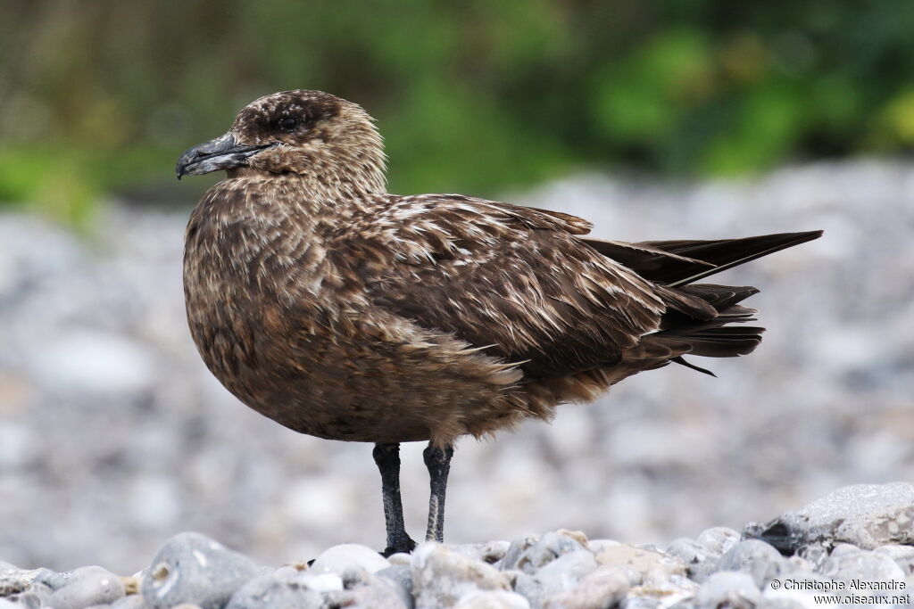 Great Skuaadult