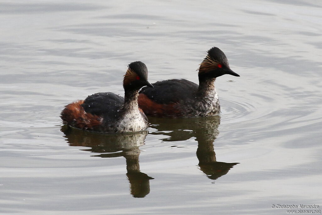 Grèbe à cou noiradulte nuptial
