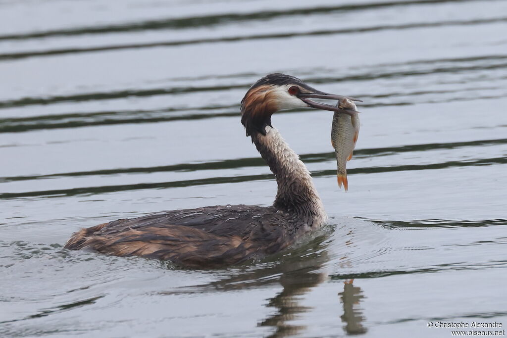 Great Crested Grebeadult breeding