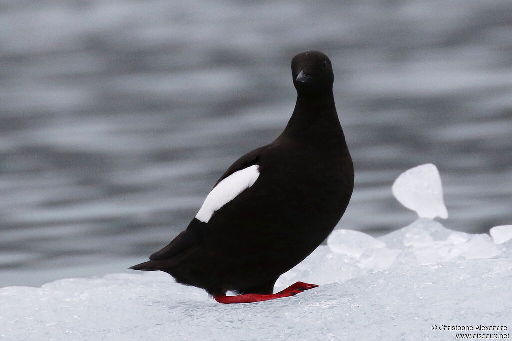 Guillemot à miroiradulte